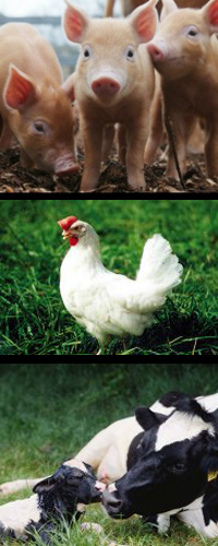 pig-hen-cow